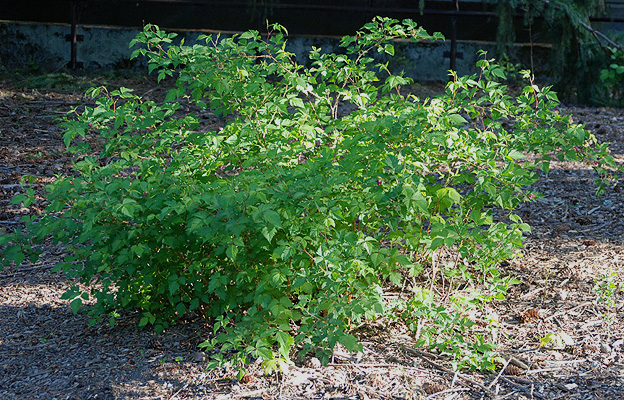 Salmonberry-plant