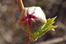 Flower-bud-of-Salmonberry