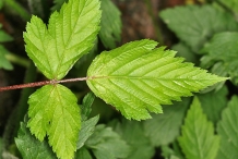 Leaves-of-Salmonberry