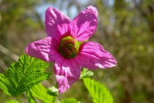 Salmonberry-close-up-flower