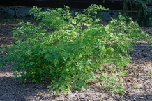 Salmonberry-plant