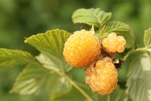 Salmonberry