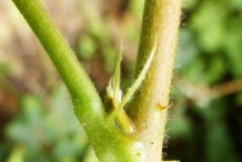 Stem-of-Salmonberry