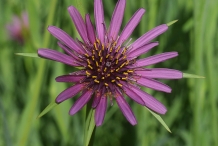 Close-up-flower-of-Salsify