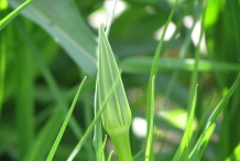 Flower-bud-of-Salsify