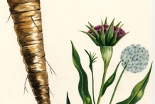 Plant-illustration-of-Salsify