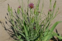 Salsify-plant