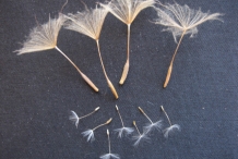 Salsify-seeds