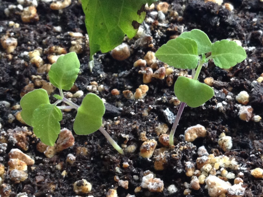 Salvia-seedlings