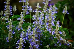 Salvia-flower