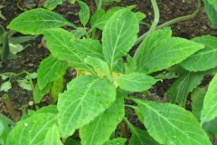Salvia-leaves