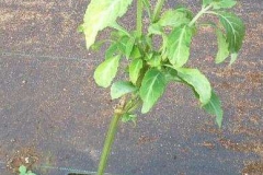 Salvia-plant