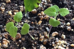 Salvia-seedlings