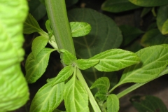 Salvia-stem