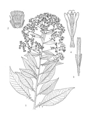Sketch-of-Sambong-plant