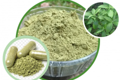 Capsule-Of-Sambong-Leaves