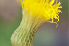 Closer-view-of-flower-of-Sambong