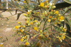 Flowers-of-Sambong