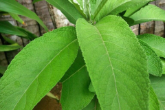 Leaves-of-Sambong