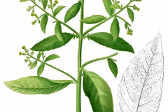 Plant-Illustration-of-Sambong