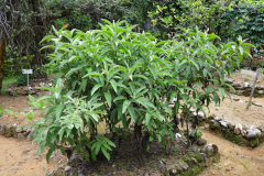 Sambong-Plant
