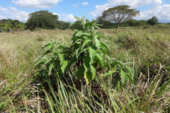 Sambong-plant-growing-wild