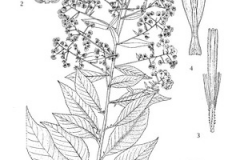 Sketch-of-Sambong-plant