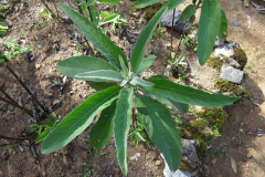 Small-Sambong-plant