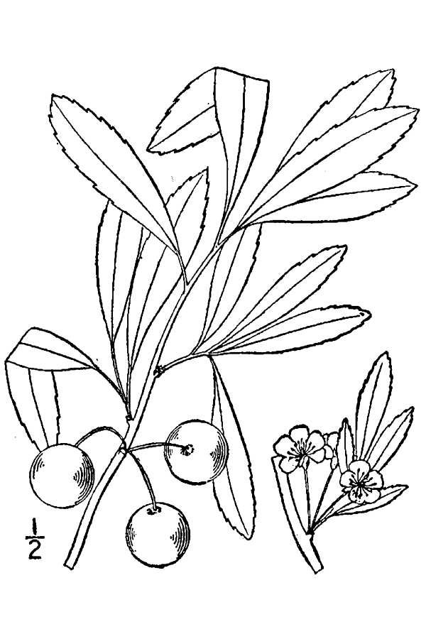 Plant-illustration-of-Sand-cherry