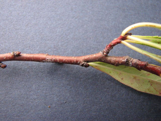 Twigs-of-Sand-cherry