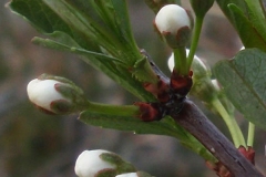 Flowering-buds-of-Sand-cherry
