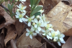 Flowers-of-Sand-cherry