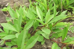 Leaves-of-Sand-cherry