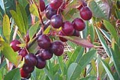 Maturing-fruits-of-SandCherry