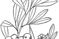 Plant-illustration-of-Sand-cherry