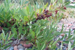 Sand-Cherry-Plant
