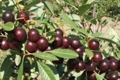 Sand-cherry-Fruits-on-the-plant