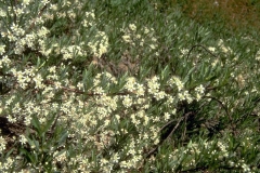 Sand-cherry-plant-growing-wild