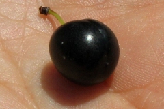 Sand-cherry