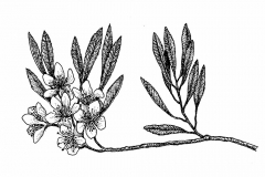 Sketch-of-Sand-cherry