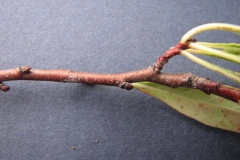 Twigs-of-Sand-cherry