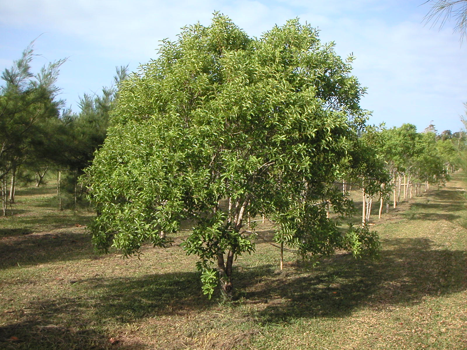  Sandalwood  Facts and Health Benefits