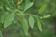 Leaves-of-Sandalwood