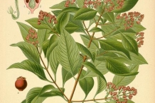 Plant-illustration-of-Sandalwood