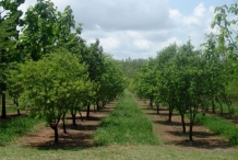 Sandalwood-farm