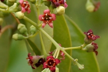 Sandalwood-flower