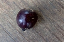 Sandalwood-fruit