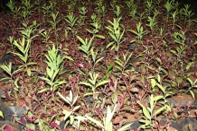 Sandalwood-seedlings