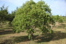 Sandalwood-tree