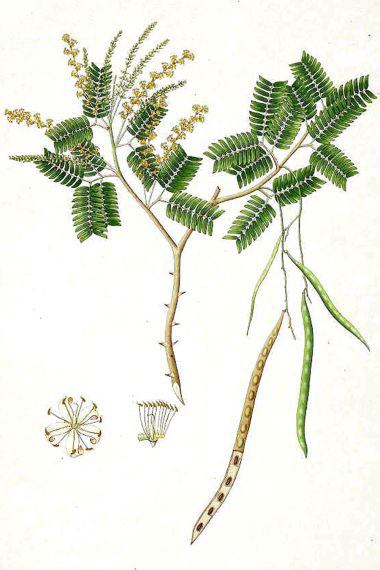 Plant-Illustration-of-Sangri
